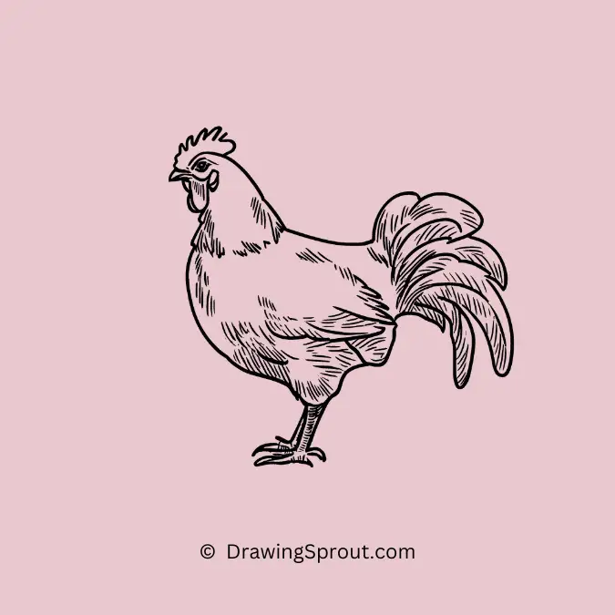 plymouth Rock chicken