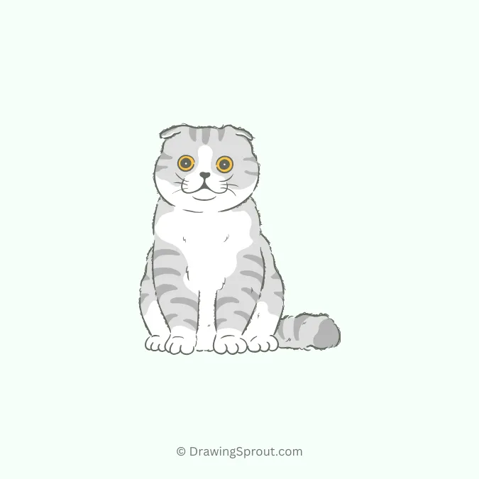 Scottish Fold Cat