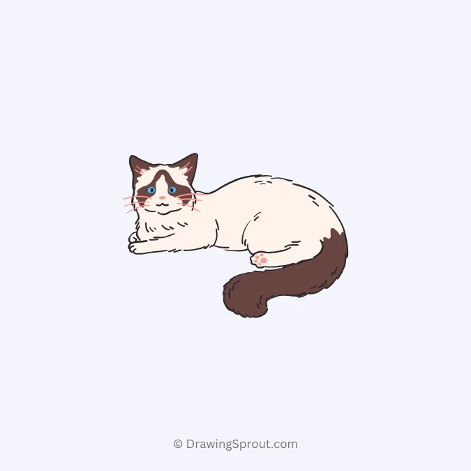 ragdoll cat drawing 